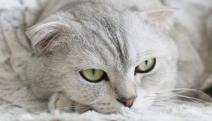 天天盈球网页版-足协评议：广西平果vs定南赣联王思寒踩踏刘浩染红，判罚正确